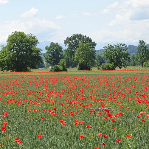 Klatschmohn / Papaver rhoeas