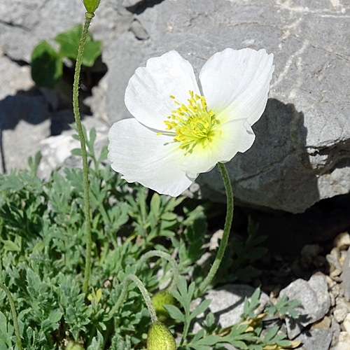 Sendtners Alpen-Mohn / Papaver sendtneri