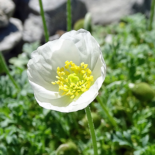 Sendtners Alpen-Mohn / Papaver sendtneri