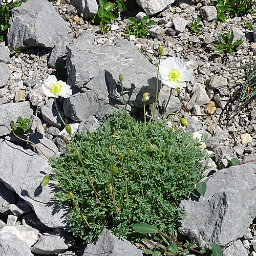 Sendtners Alpen-Mohn / Papaver sendtneri