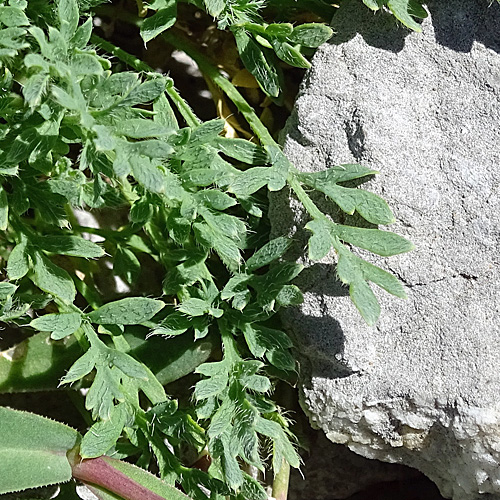 Sendtners Alpen-Mohn / Papaver sendtneri