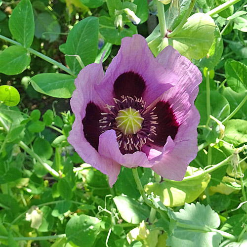 Schlaf-Mohn / Papaver somniferum