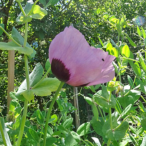 Schlaf-Mohn / Papaver somniferum