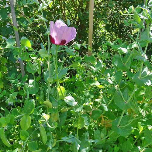 Schlaf-Mohn / Papaver somniferum