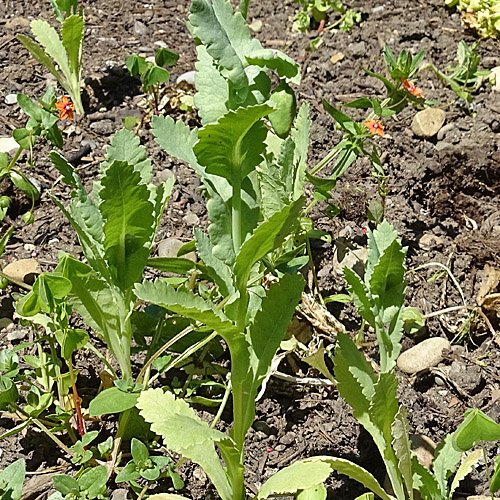 Schlaf-Mohn / Papaver somniferum