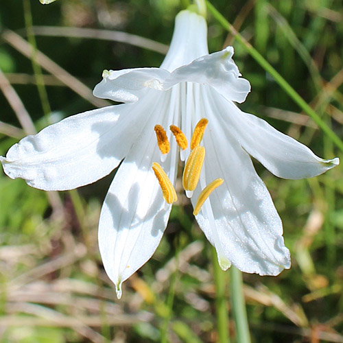 Weisse Trichterlilie / Paradisea liliastrum