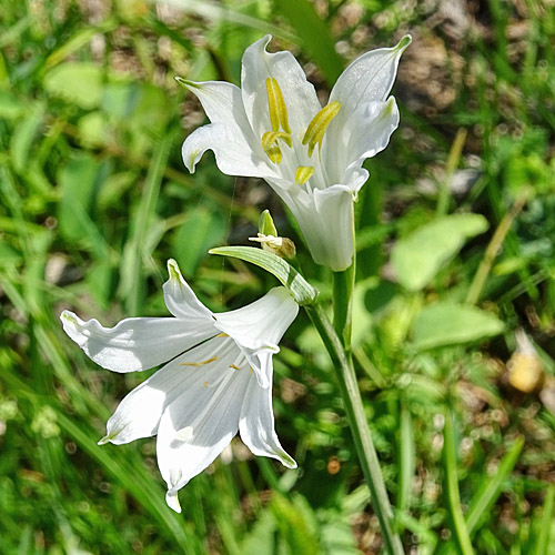 Weisse Trichterlilie / Paradisea liliastrum