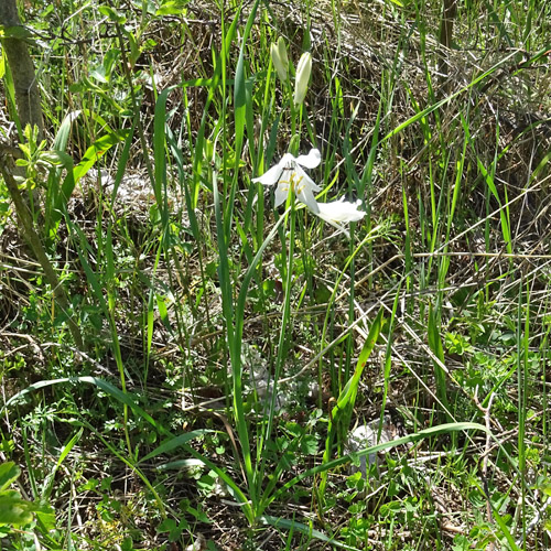 Weisse Trichterlilie / Paradisea liliastrum