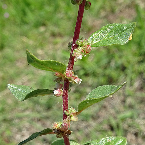 Niederliegendes Glaskraut / Parietaria judaica