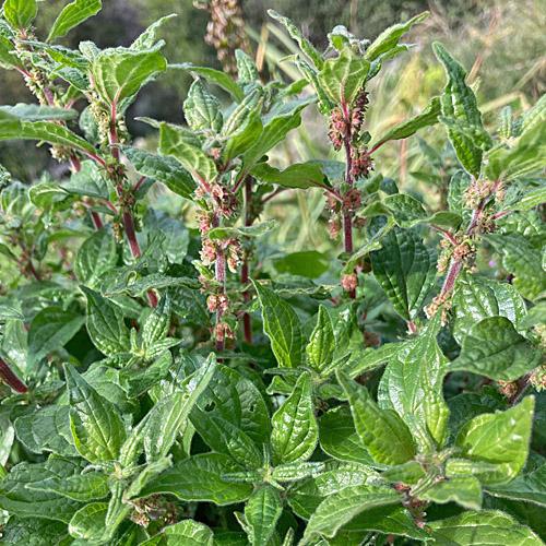 Aufrechtes Glaskraut / Parietaria officinalis