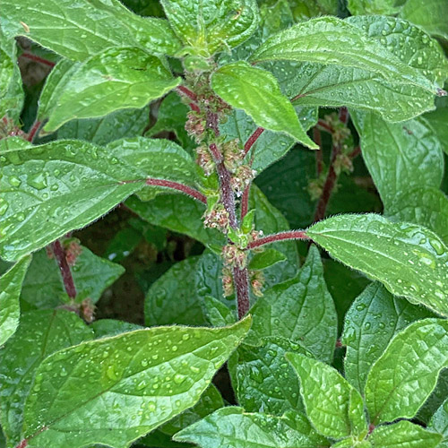 Aufrechtes Glaskraut / Parietaria officinalis