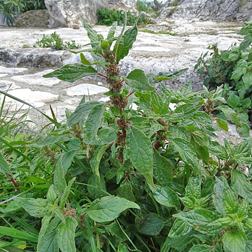 Aufrechtes Glaskraut / Parietaria officinalis