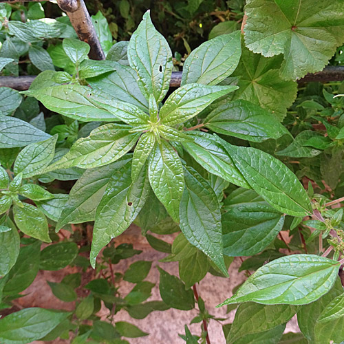 Aufrechtes Glaskraut / Parietaria officinalis