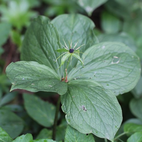 Einbeere / Paris quadrifolia