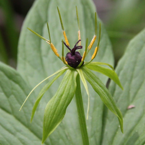 Einbeere / Paris quadrifolia