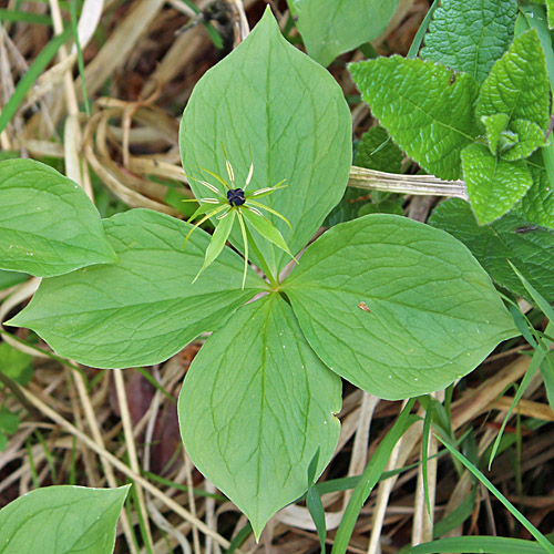 Vierblättrige Einbeere / Paris quadrifolia