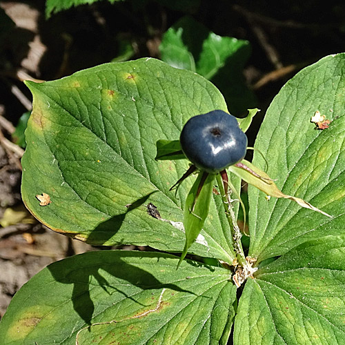 Einbeere / Paris quadrifolia