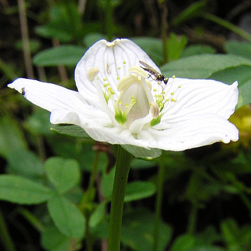 Sumpf-Herzblatt / Parnassia palustris