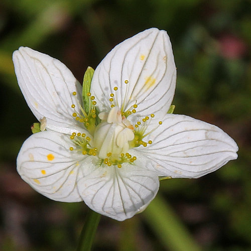 Sumpf-Herzblatt / Parnassia palustris