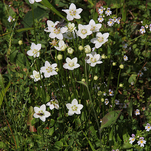 Sumpf-Herzblatt / Parnassia palustris