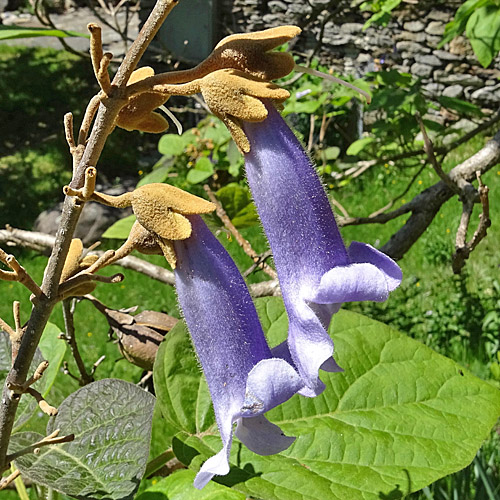 Blauglockenbaum / Paulownia tomentosa