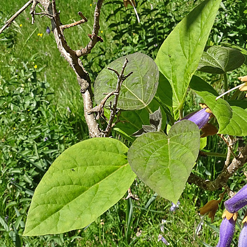 Blauglockenbaum / Paulownia tomentosa