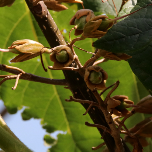 Blauglockenbaum / Paulownia tomentosa