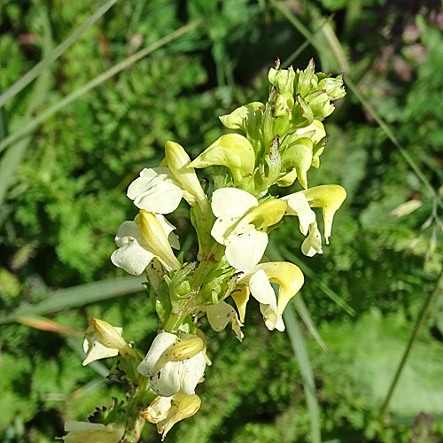 Aufsteigendes Läusekraut / Pedicularis ascendens