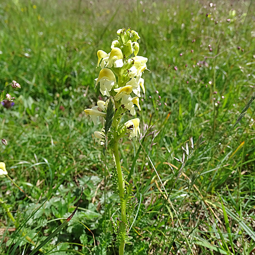 Aufsteigendes Läusekraut / Pedicularis ascendens