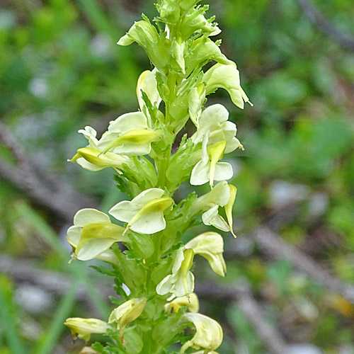 Langähriges Läusekraut / Pedicularis elongata