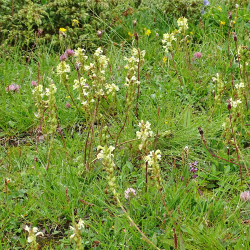 Langähriges Läusekraut / Pedicularis elongata