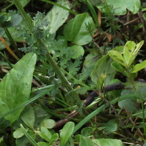 Langähriges Läusekraut / Pedicularis elongata