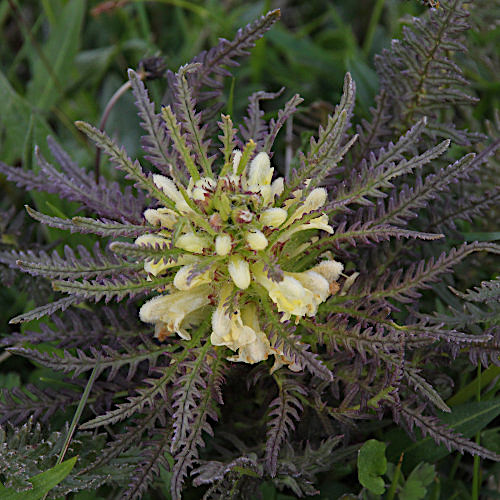 Blattreiches Läusekraut / Pedicularis foliosa