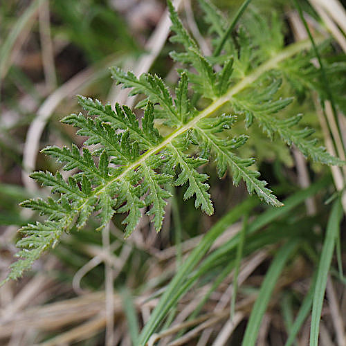 Blattreiches Läusekraut / Pedicularis foliosa