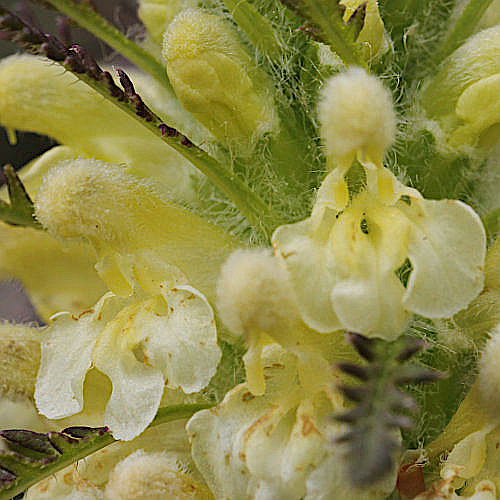 Blattreiches Läusekraut / Pedicularis foliosa