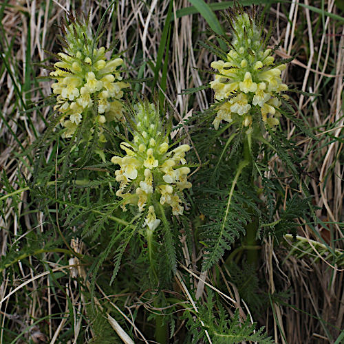 Blattreiches Läusekraut / Pedicularis foliosa