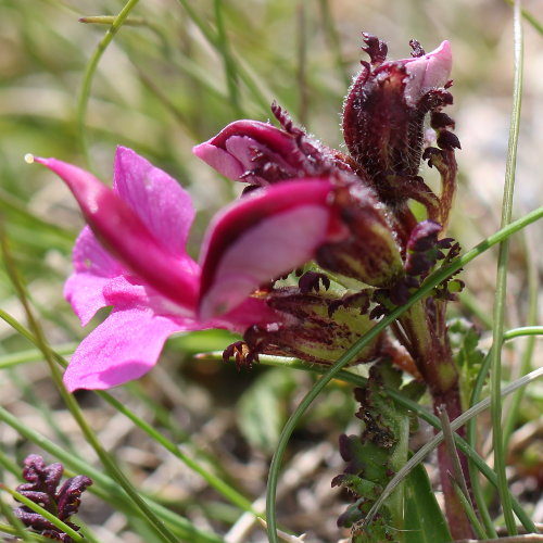 Kerners Läusekraut / Pedicularis kerneri