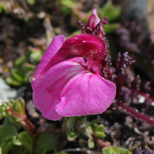 Kerners Läusekraut / Pedicularis kerneri