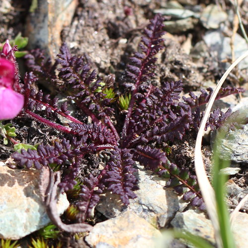 Kerners Läusekraut / Pedicularis kerneri