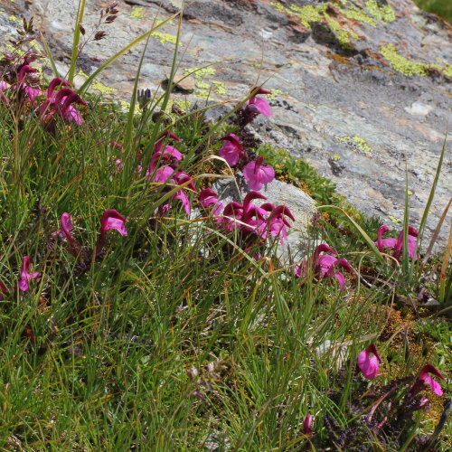 Kerners Läusekraut / Pedicularis kerneri