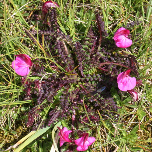 Kerners Läusekraut / Pedicularis kerneri