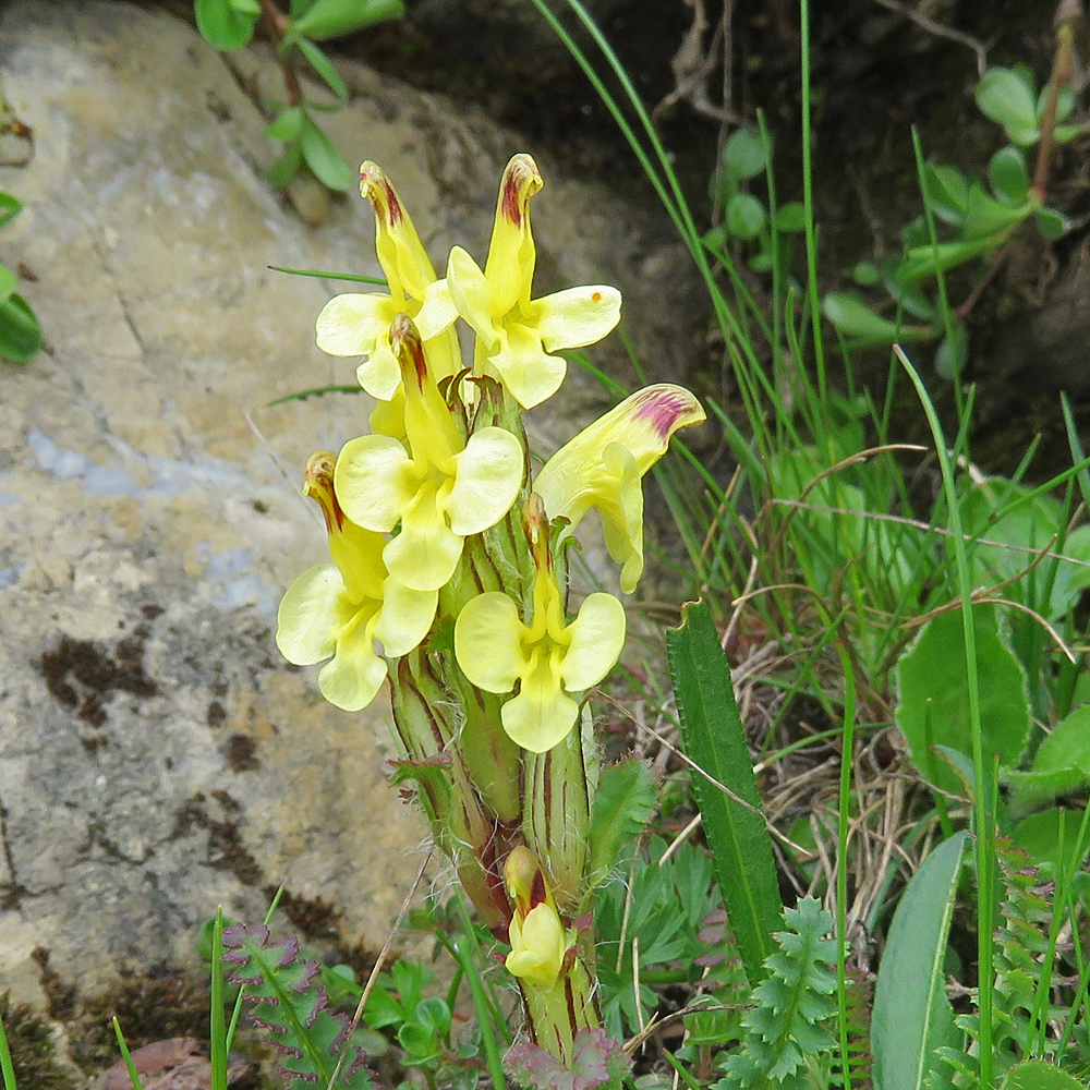 Buntes Läusekraut / Pedicularis oederi