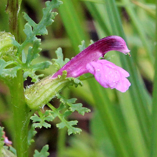 Sumpf-Läusekraut / Pedicularis palustris