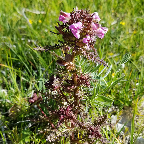 Sumpf-Läusekraut / Pedicularis palustris