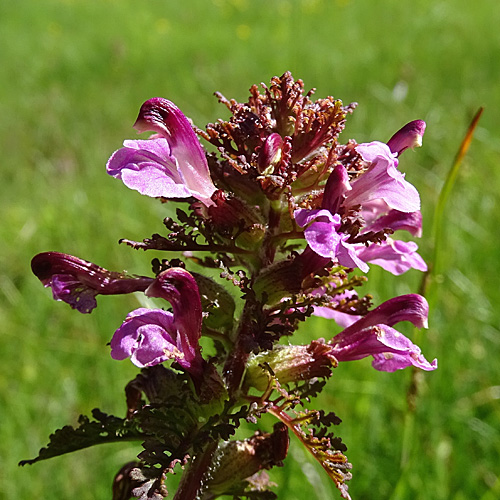 Sumpf-Läusekraut / Pedicularis palustris