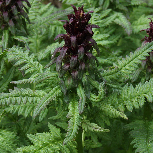 Gestutztes Läusekraut / Pedicularis recutita