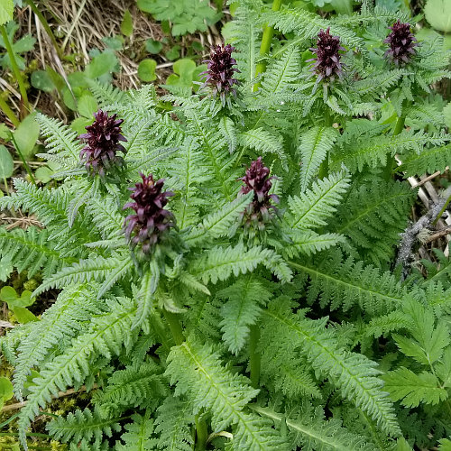 Gestutztes Läusekraut / Pedicularis recutita