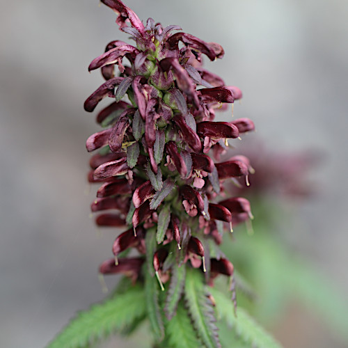 Gestutztes Läusekraut / Pedicularis recutita