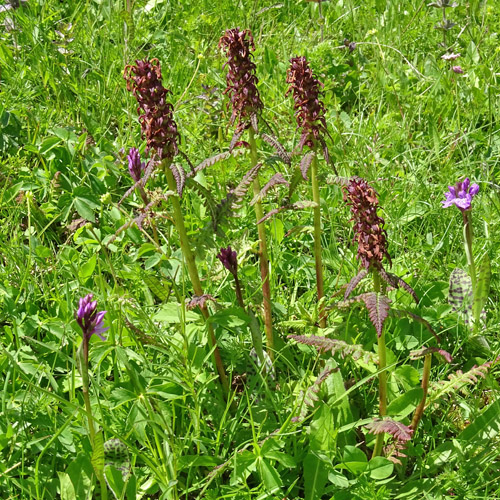 Gestutztes Läusekraut / Pedicularis recutita