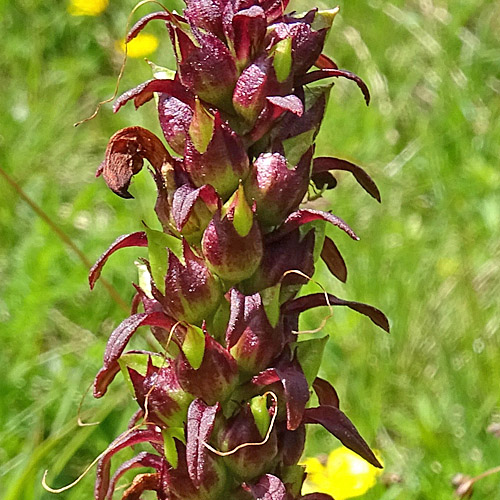 Gestutztes Läusekraut / Pedicularis recutita